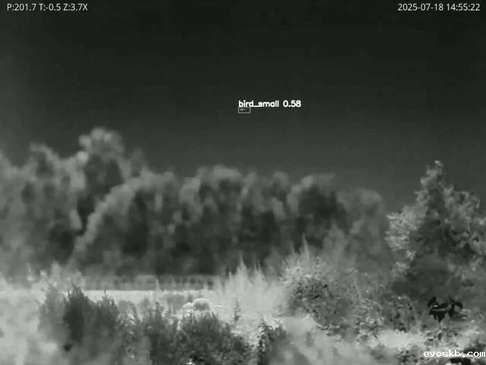 鸟跟踪_红外视频